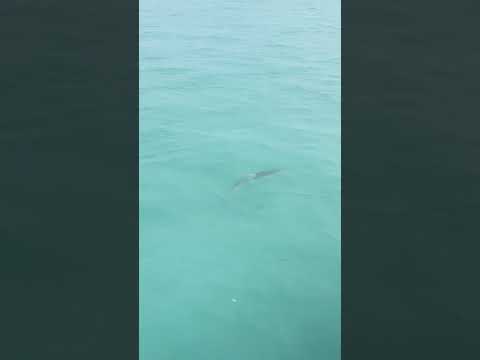 Tarpon Season Is Nearly Here! #fishing #boating #fish #ocean