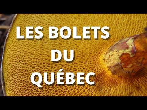 Identifier les bolets du Québec