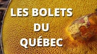 Identifier les bolets du Québec