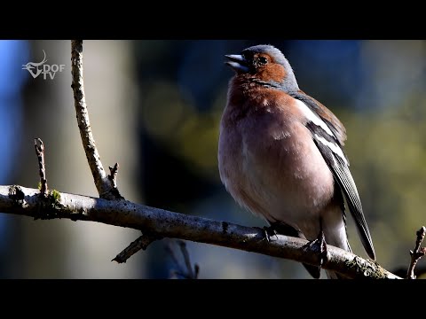 Video: Hvilken fugl giver en trillende lyd?