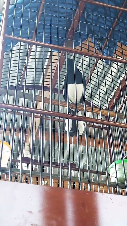 PALING DICARI KICAU MANIA SUARA BURUNG SEPERTI INI PANCINGAN CEPAT NGEPLONG