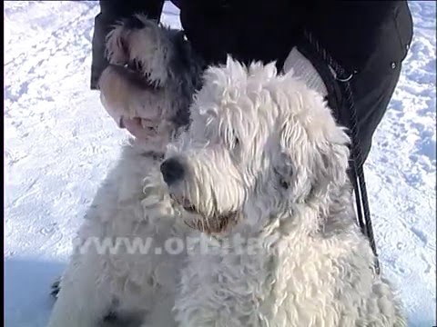Кучерявые и преданные… бобтейлы
