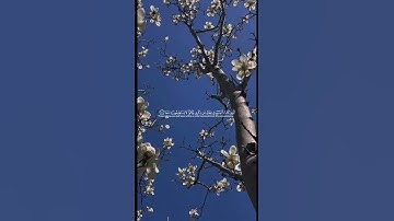 تلاوة من سورة الڪهف ♥🌱 بصوت القارئ #عبدالرحمن_مسعد #القرآن_الكريم #فلسطين #quran #تحرير_فلسطين #غزه