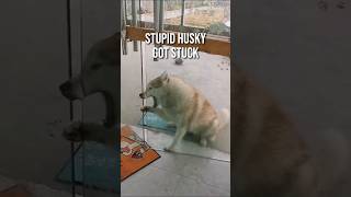 #Husky the notorious dog breed, #husky #stuck #huskydog #huskypuppy #huskyowner