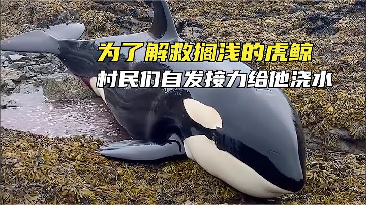 为了解救搁浅的虎鲸，村民们自发接力给他浇水，最后一幕太暖心了