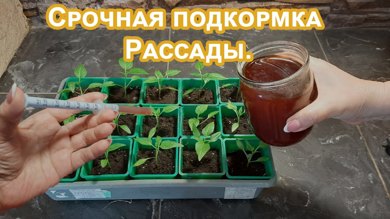 Подкормка рассады глицином