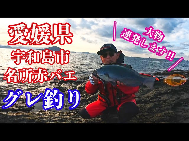 パパ釣り 宇和島・2日目 矢ヶ浜 アカバエで爆釣！？ - YouTube