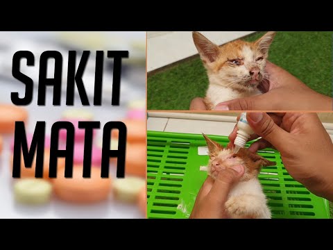 Video: Cara Mengoleskan Tetes Ke Kucing
