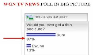 Fish Pedicure Chicago News Poll Cats Scratch Nails Il 567 S Route 59 Aurora, Il 60504 630-898-2805 Illinois