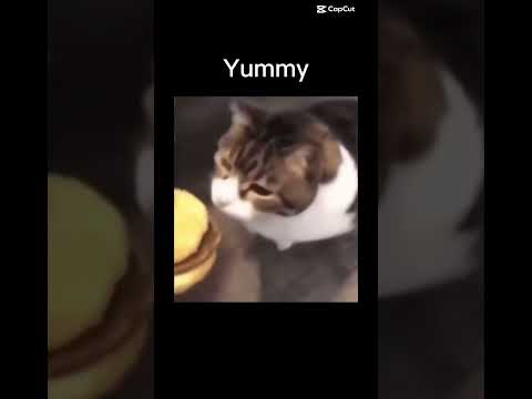 cat was hungry #cat #music #memes #cheeseburger