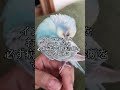 メガバクテリア　インコちゃんの怖い病気　Scary disease of parakeet megabacteria
