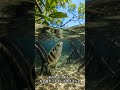 テッポウウオ、水鉄砲の命中力がすごい