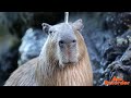 Relaxujte s kapybary (relax with capybaras)