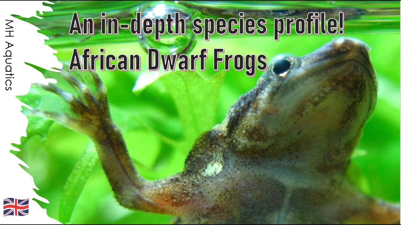 African Dwarf Frog Care | The perfect pet for everyone ...