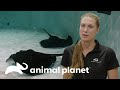 Descubre este curioso sistema de colores para alimentar a mantarrayas | El Acuario | Animal Planet