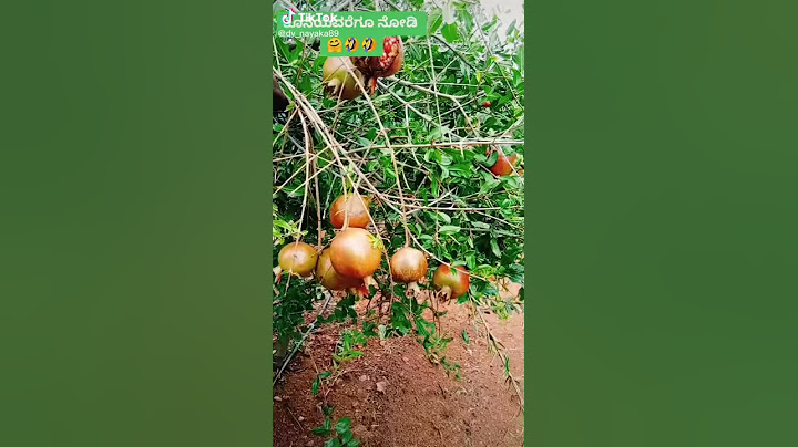 Tránh vỏ dưa gặp vỏ dừa là đây