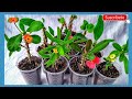 CORONA de CRISTO - REPRODUCCIÓN por ESQUEJES | Euphorbia Milii |