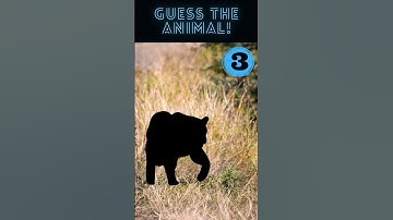 Guess the Animal in 5 Seconds | Do you know what animal it is? #shorts