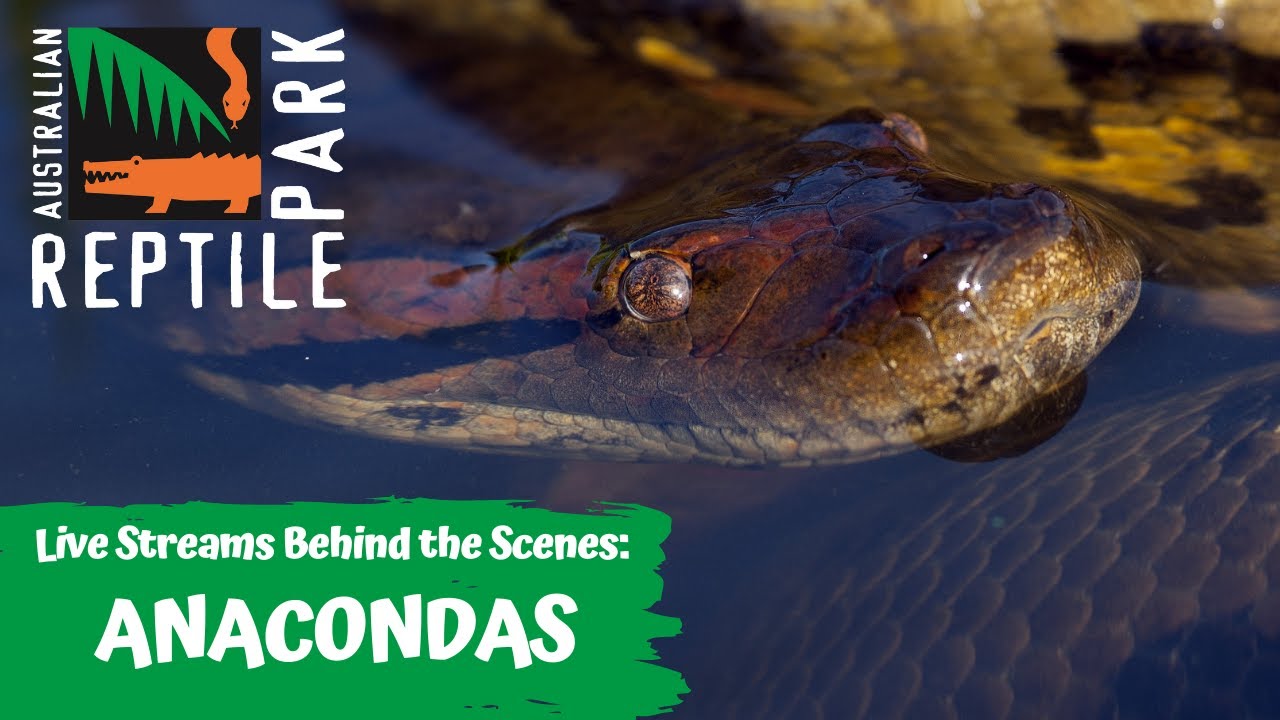 TWO GREEN ANACONDAS (LIVE FOOTAGE) AUSTRALIAN REPTILE PARK YouTube
