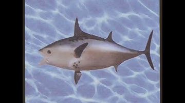 SpongeBoy Ahoy! Early intro