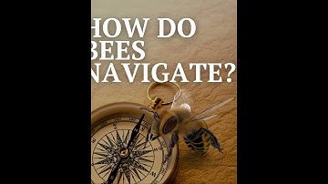 How Do Bees Navigate?