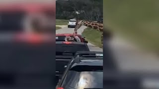 Giraffe picks up toddler at Texas drivethru safari