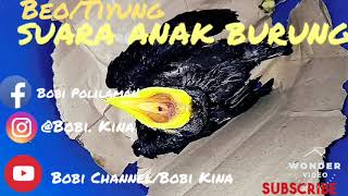 SUARA  PIKAT ANAKNYA  BURUNG TIYUNG/BEO ASLI