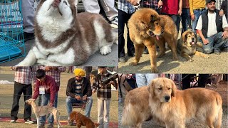 Grey Hound | German Shepherd | Poodle | TBM | Pug | Retriever | Dashound || Siberian Husky