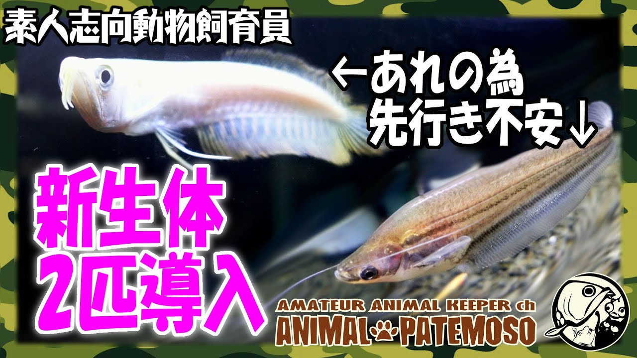02 素人思考動物飼育員の育成レポート ポリプテルス アンソルギー アクアリウム 熱帯魚 Youtube