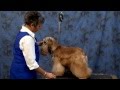 Grooming the American Cocker Spaniel with Judy Hudson の動画、YouTube動画。