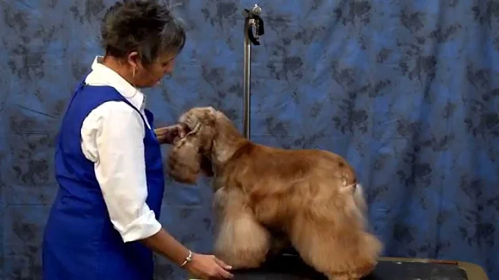 Grooming the American Cocker Spaniel with Judy Hud...