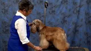 Grooming the American Cocker Spaniel with Judy Hudson