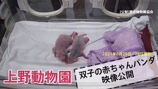 【最新映像】赤ちゃんパンダを抱っこするシンシン（６月２５日、２８日撮影）