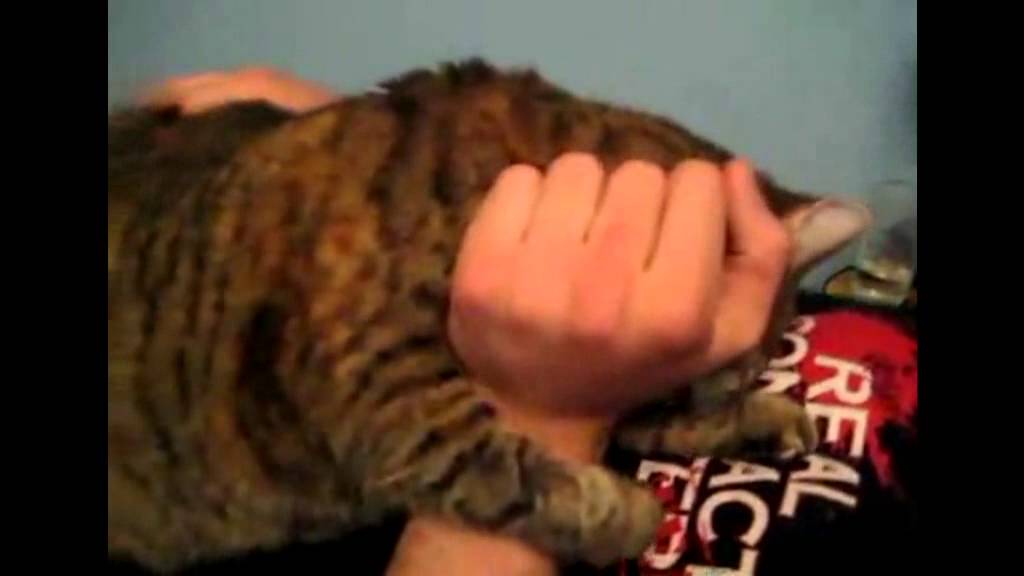 Excited Cat Gurgles 