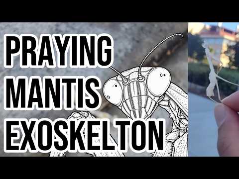 Praying Mantis Exoskeleton by Mass Spec Everything