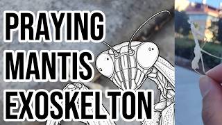 Praying Mantis Exoskeleton by Mass Spec Everything