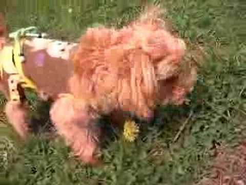 たんぽぽを食べる犬 Youtube