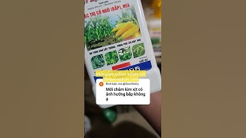 thuốc trừ cỏ bắp ngô #thuocbaovethucvat #hoàngdương
