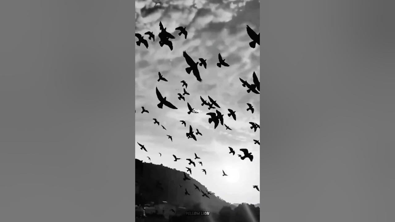 illegal - pinkpantheress  | lyrics | aesthetic | whatsapp Status | slowed | speed up