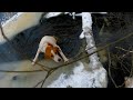 Охота #307 собака провалилась под лёд