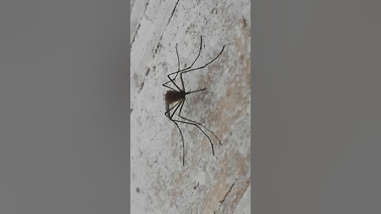 Mosquito patas chueca YouTube