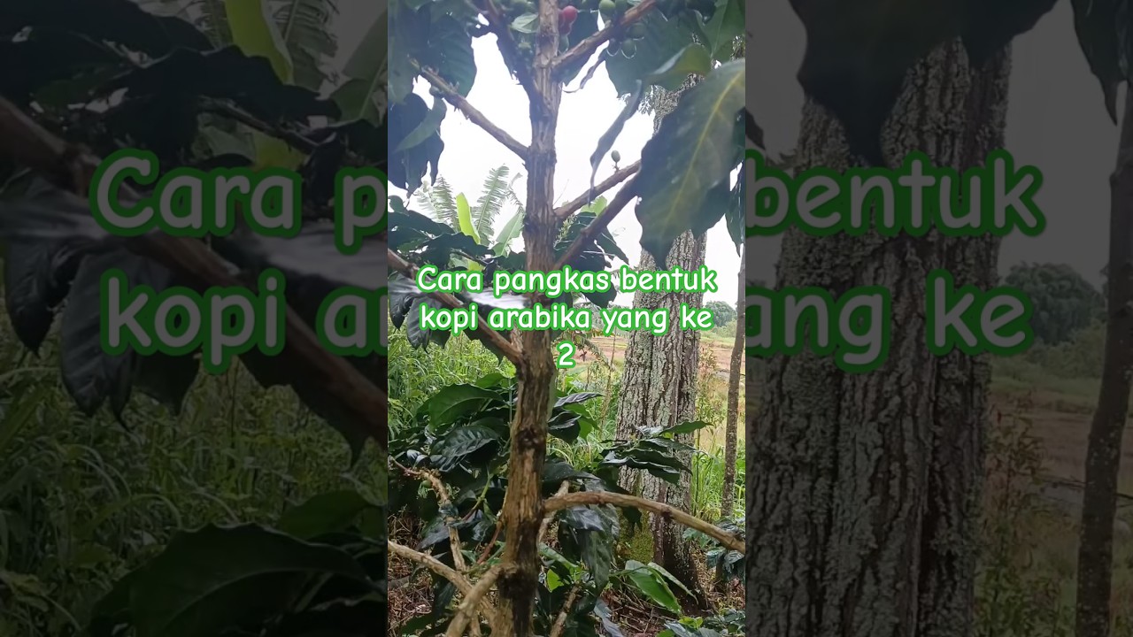 cara ke 2 pangkas bentuk kopi arabika 