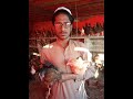 Desi Hen Farming in Pakistan|Golden Misri Farming in Pakistan|Poultry Farm|How To Start Desi