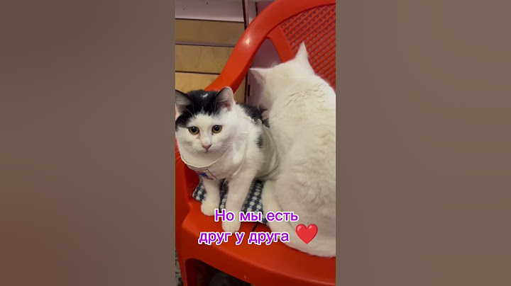 Не покупай - возьми из приюта. ❤ #murkavlg #cats #коты #приют #помощьживотным #helpcats
