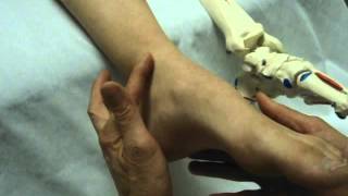 7. Tubercule Médial Du Talus