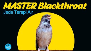 Blackthroat Jeda Terapi Air | AAHOBI MANIA