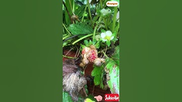 P3: Snail eats strawberry 🇻🇳 Ốc Sên nhanh hơn bạn tưởng trên Dâu Tây #vietnam #snails #vungve