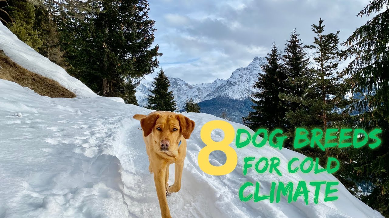 8 DOG BREEDS FOR COLD CLIMATE