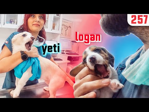 Video: 5 Dev Köpek Irkları Bu Veteriner Yeterince Alınamıyor