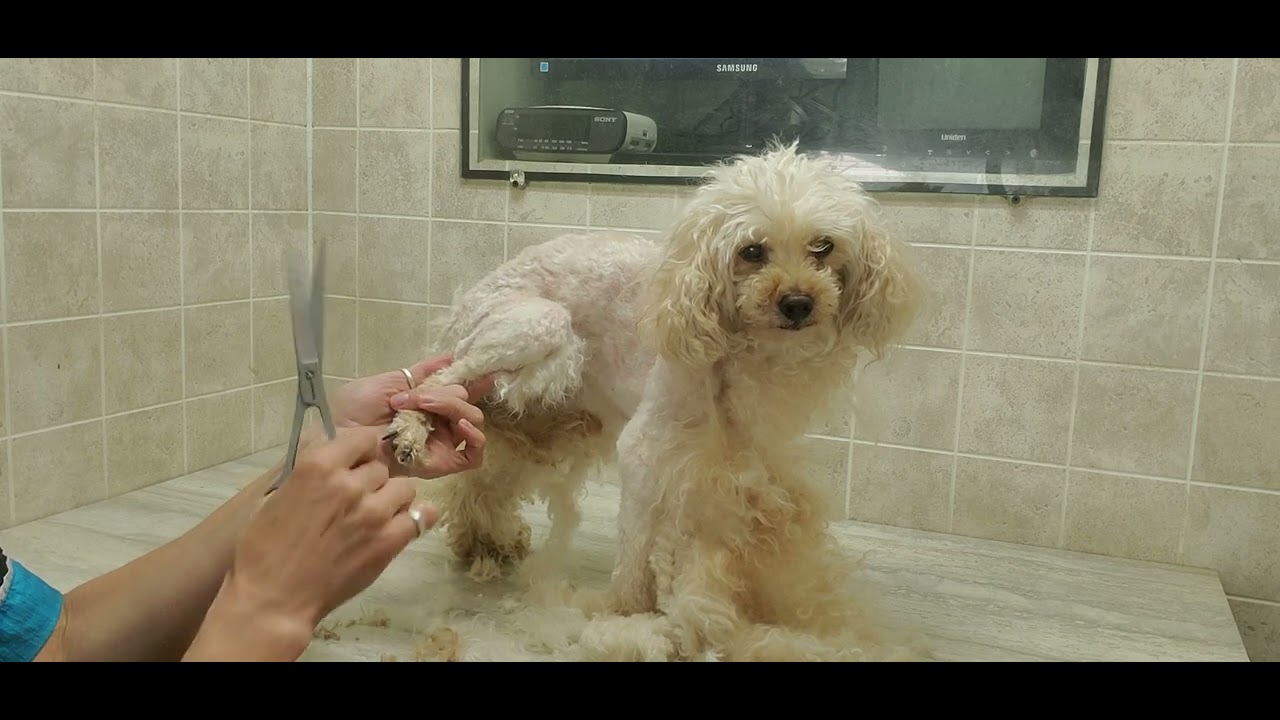 Senior Toy Poodle full grooming process, heavily matted, #7 blade, dog grooming, no restraints